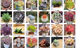 多肉名称图片欣赏，常见品种有哪些？