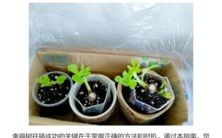 幸福树水培扦插生根快