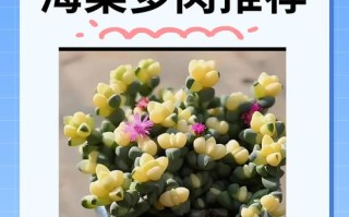 龙须海棠怎么养才爆盆？