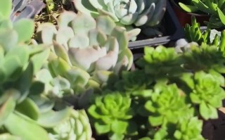 多肉秋天施肥最佳时间是什么时候？