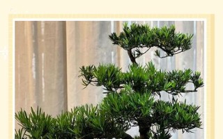 罗汉松枝怎么修剪才好看？