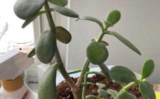 玉树叶子能吃吗？