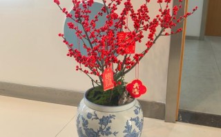 冬天盆栽鲜花类有哪些