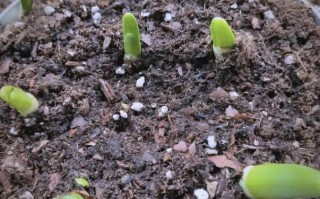 水仙发芽后光照要多久？