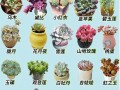 浙江哪里能批发到多肉植物？