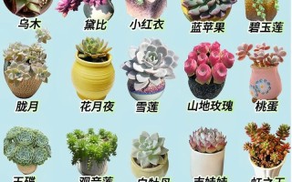 浙江哪里能批发到多肉植物？