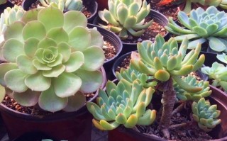 多肉砍头之后要晾多久