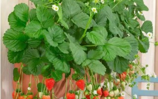 盆栽草莓怎么造型才好看？