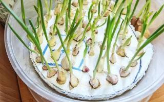 开春水培大蒜不爱长苗，咋回事？