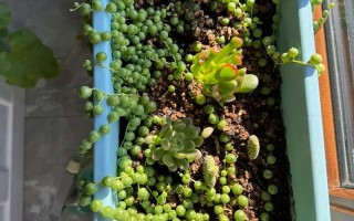 佛珠多肉变白是咋回事？