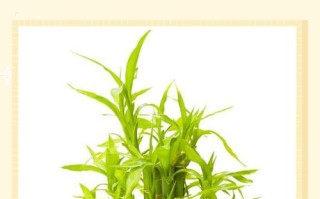 水培出的根可以土养吗