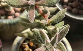 多肉植物绒针怎么变暗