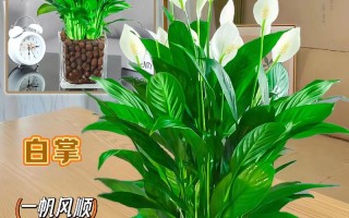 水培一帆风顺水质发臭怎么办？