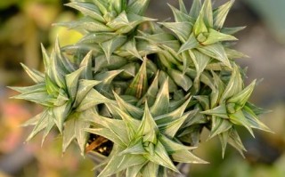 多肉植物塔怎么做？步骤有哪些？