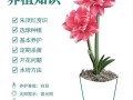 盆栽洋朱顶红怎么养才好？