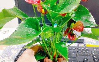 土培花转水培可行吗？