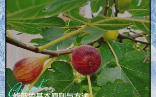 盆栽无花果的修剪图解