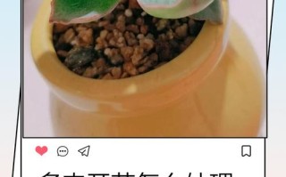 多肉开花后要怎么养护？