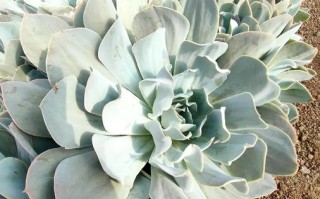 大型多肉品种有哪些？