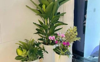 寓意好的水培花办公室有哪些推荐？