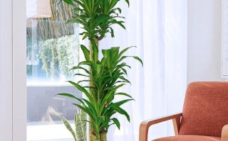 家庭大型盆栽植物有哪些常见品种？