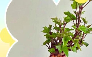 盆栽的红薯需要剪枝吗