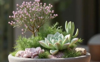 多肉盆景图片大全有哪些品种？