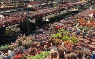 国内最大多肉养殖地在哪里？