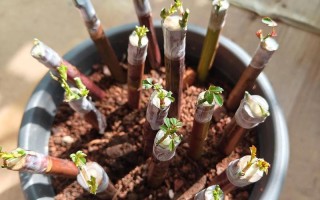 盆栽嫁接月季怎么管理才好？