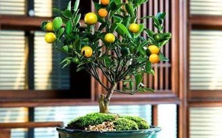 盆栽桔子成熟期是什么时候？