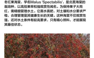 冬红果盆栽冬季会落叶吗？