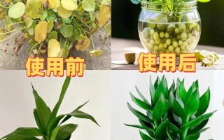 水培苗期营养液应稀释多少倍？