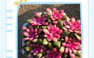 多肉冬天保暖妙招有哪些？