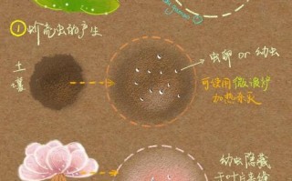 春季多肉如何防虫？