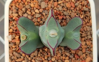 番杏科多肉喜啥？养护关键啥？