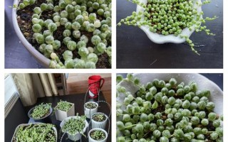 多肉佛珠可以晒太阳么