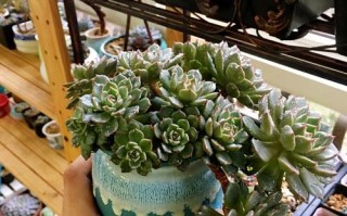 多肉奥利维亚和欧力威是同一种多肉吗？