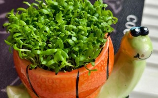 火龙果盆栽苗浇水要怎么浇？