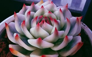 吉娃娃多肉易生病？养护关键在哪？