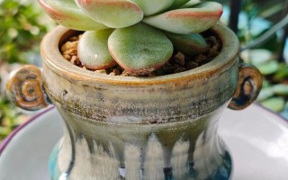 多肉小盆景怎么养出图片里的惊艳效果？