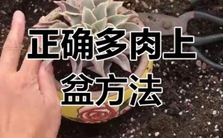 多肉洗根后必须晾干吗？