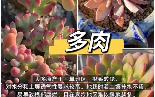 多肉植物在哪些环境下容易养活？