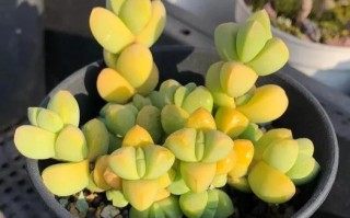 多肉鹿角海棠怎么浇水