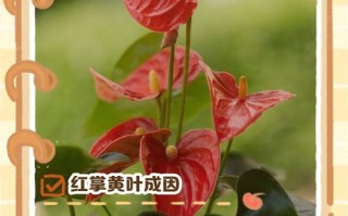 红掌水培叶子黄咋办？