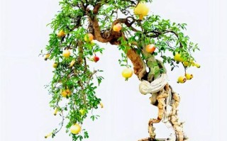 石榴盆栽花谢后怎么养护？