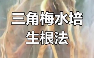 水培三角梅扦插怎么操作？关键步骤有哪些？