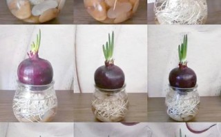 盆栽洋葱视频怎么种？新手能学会吗？