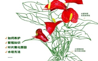 水培红掌如何养出更艳红的花色？