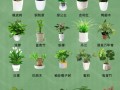 最常见的盆栽图片大全