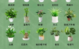 最常见的盆栽图片大全